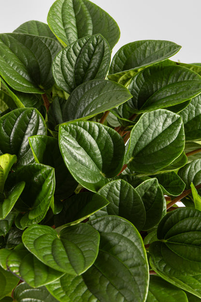 Πεπερόμια Albovittata 30cm