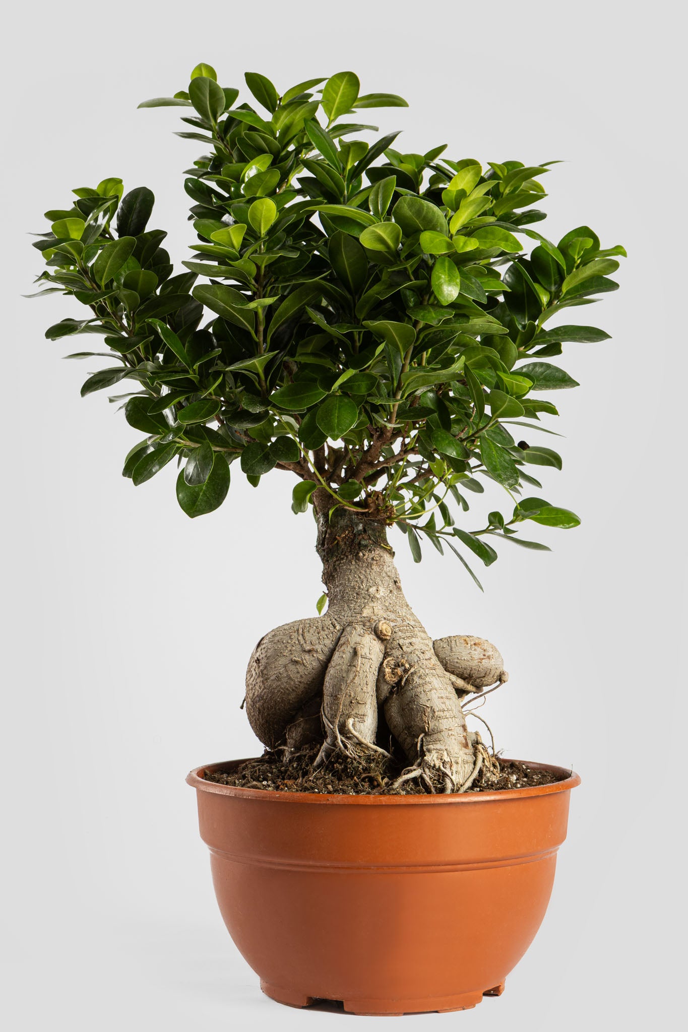 Μπονσάι Φίκος 60cm