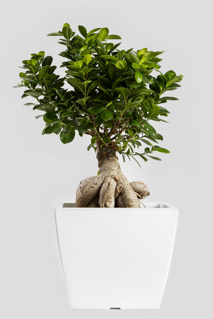 Μπονσάι Φίκος 60cm