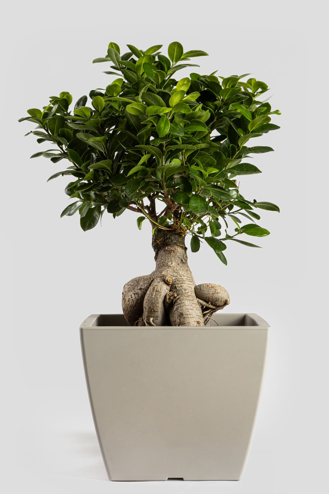 Μπονσάι Φίκος 60cm