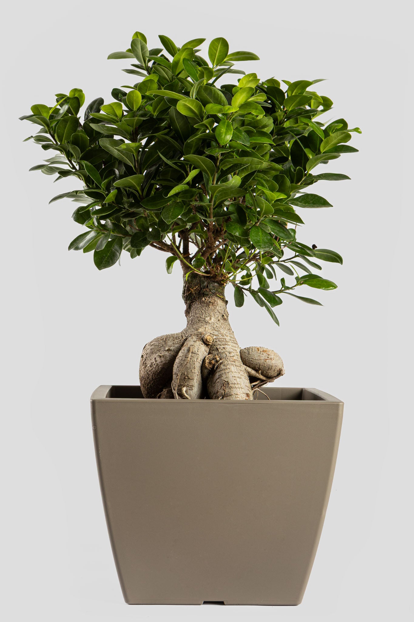 Μπονσάι Φίκος 60cm