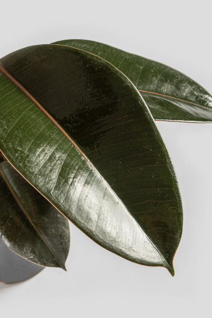 Φίκος Ελάστικα Robusta 60cm