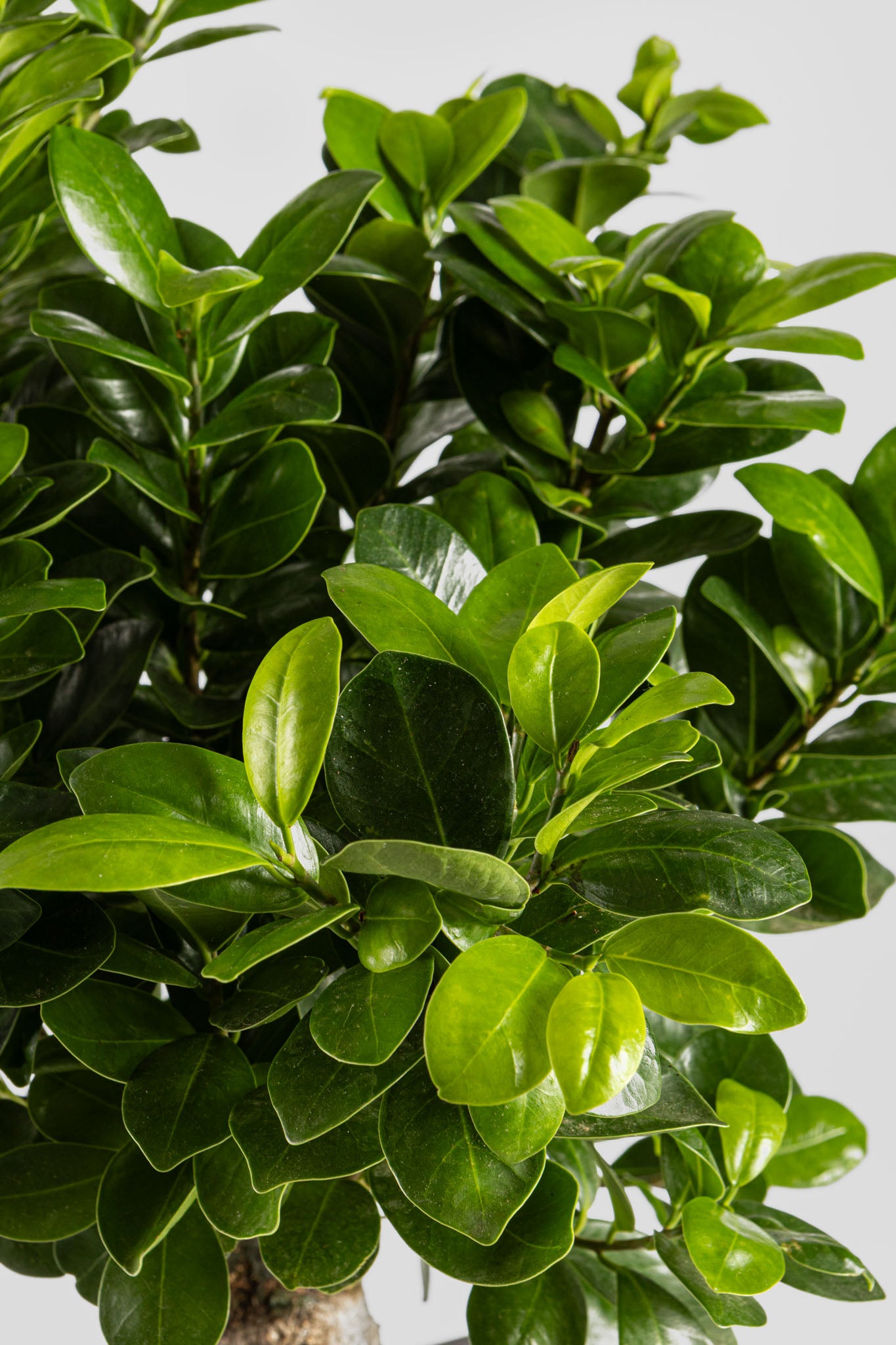 Μπονσάι Φίκος 60cm