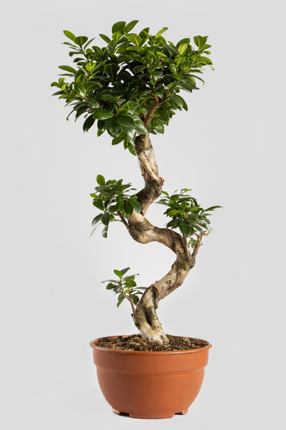 Μπονσάι Φίκος 80cm