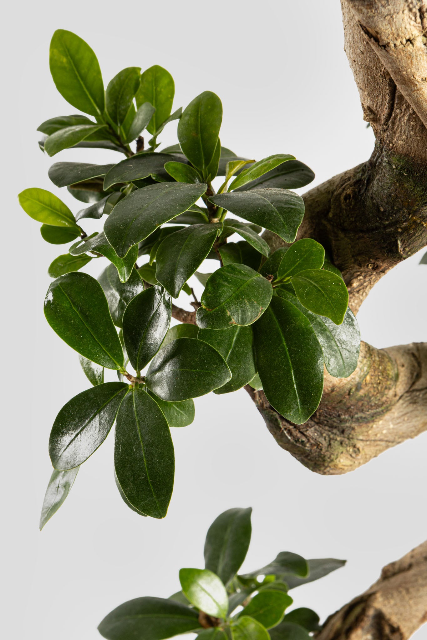 Μπονσάι Φίκος 80cm