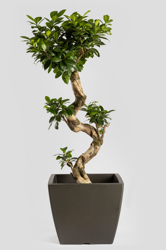 Μπονσάι Φίκος 80cm