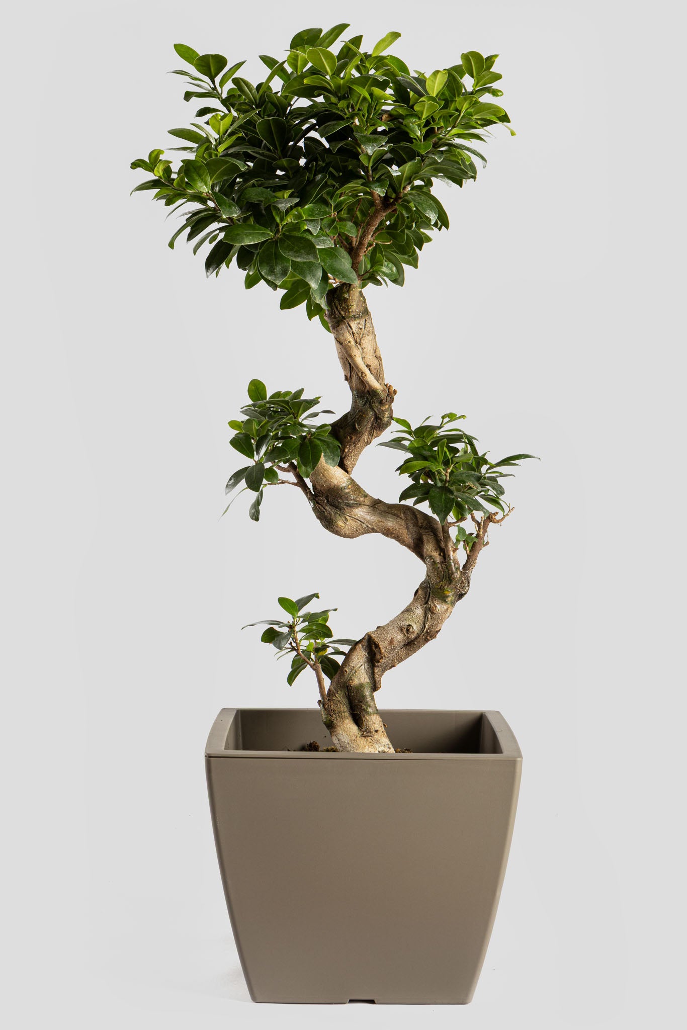 Μπονσάι Φίκος 80cm