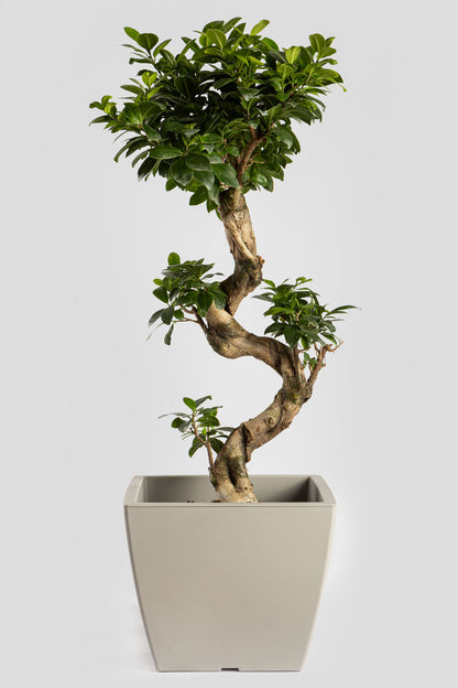 Μπονσάι Φίκος 80cm