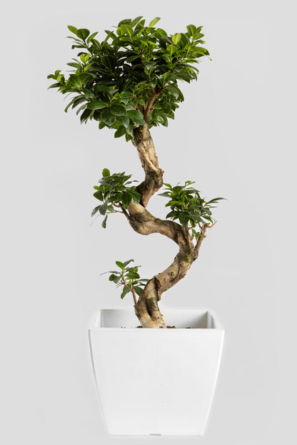 Μπονσάι Φίκος 80cm