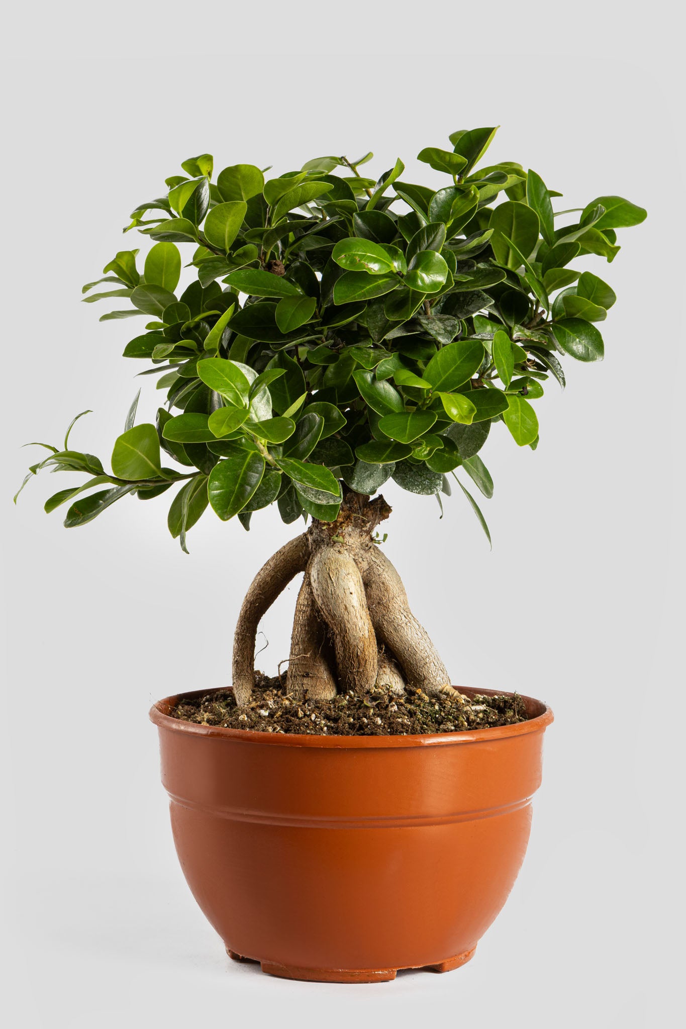 Μπονσάι Φίκος 40cm