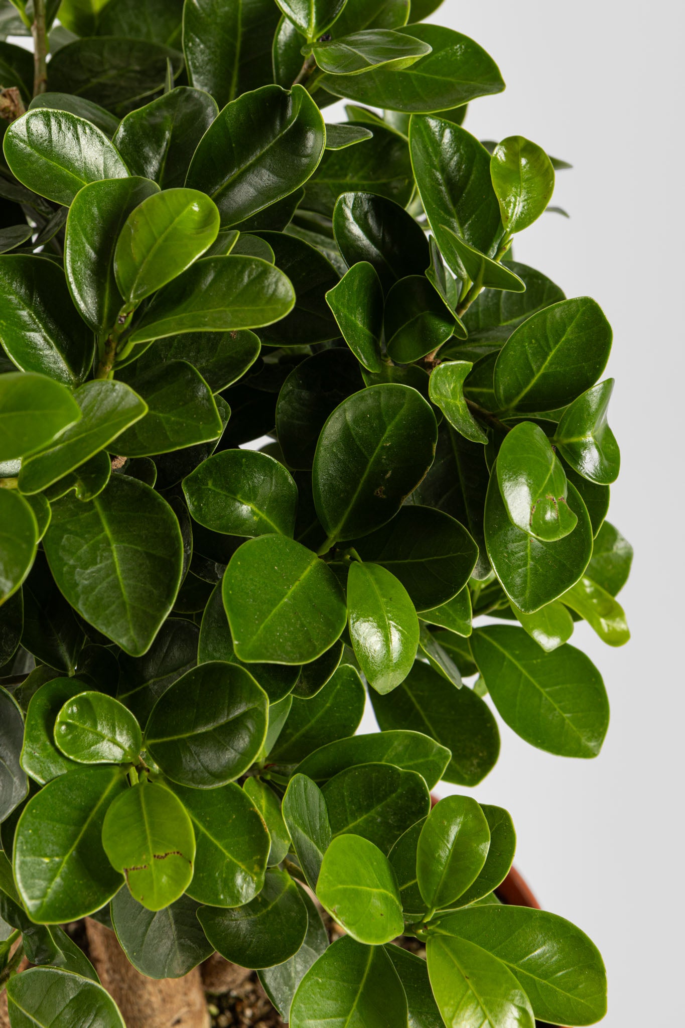 Μπονσάι Φίκος 40cm