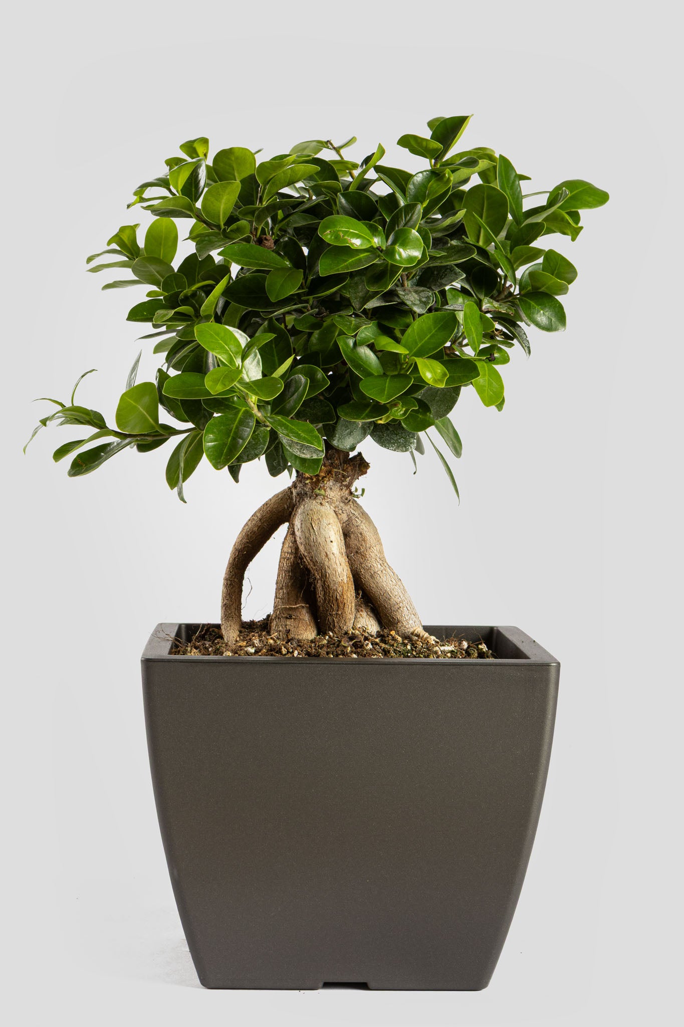 Μπονσάι Φίκος 40cm