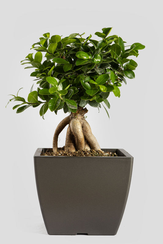 Μπονσάι Φίκος 40cm