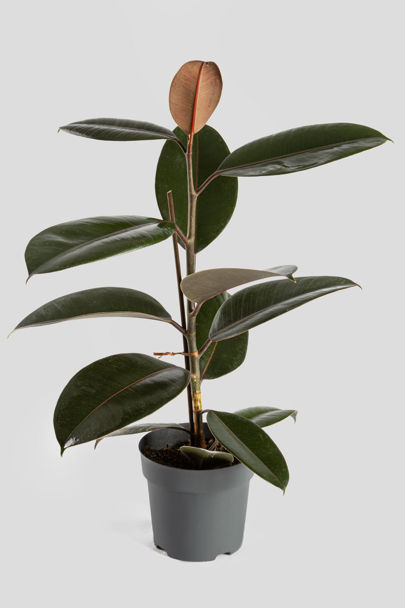 Φίκος Ελάστικα Robusta 60cm