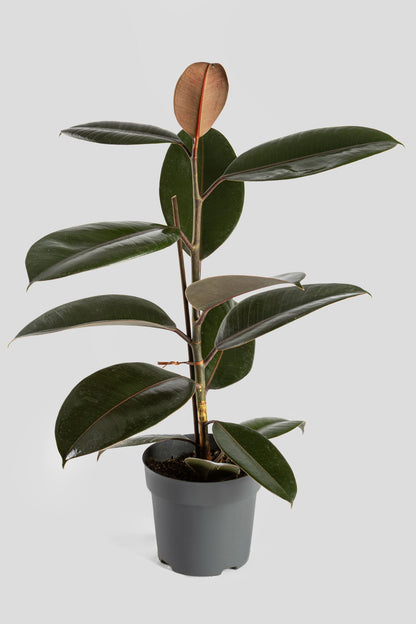 Φίκος Ελάστικα Robusta 60cm