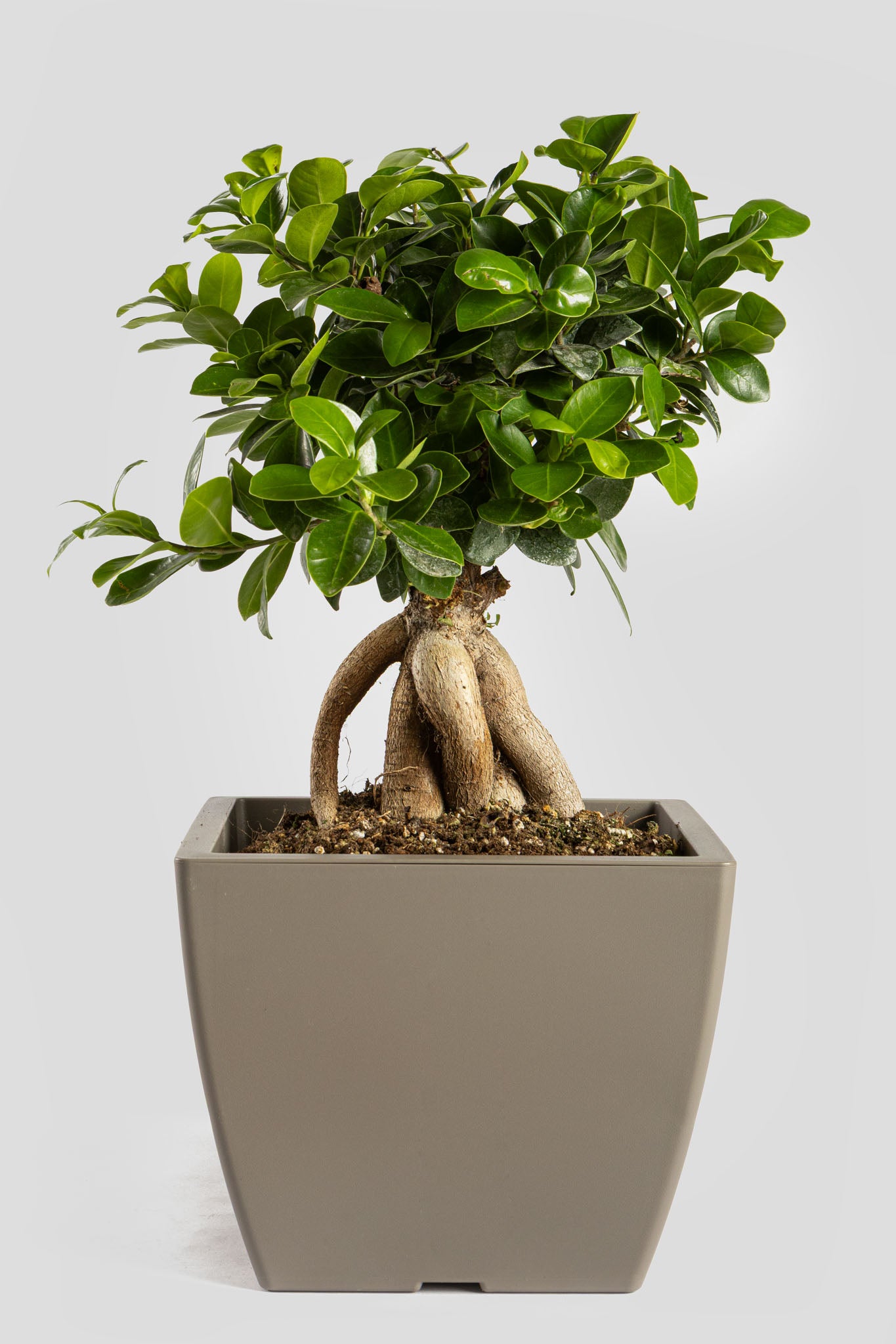 Μπονσάι Φίκος 40cm