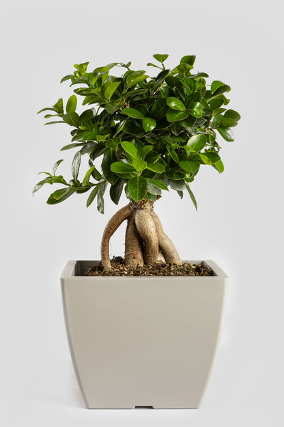 Μπονσάι Φίκος 40cm