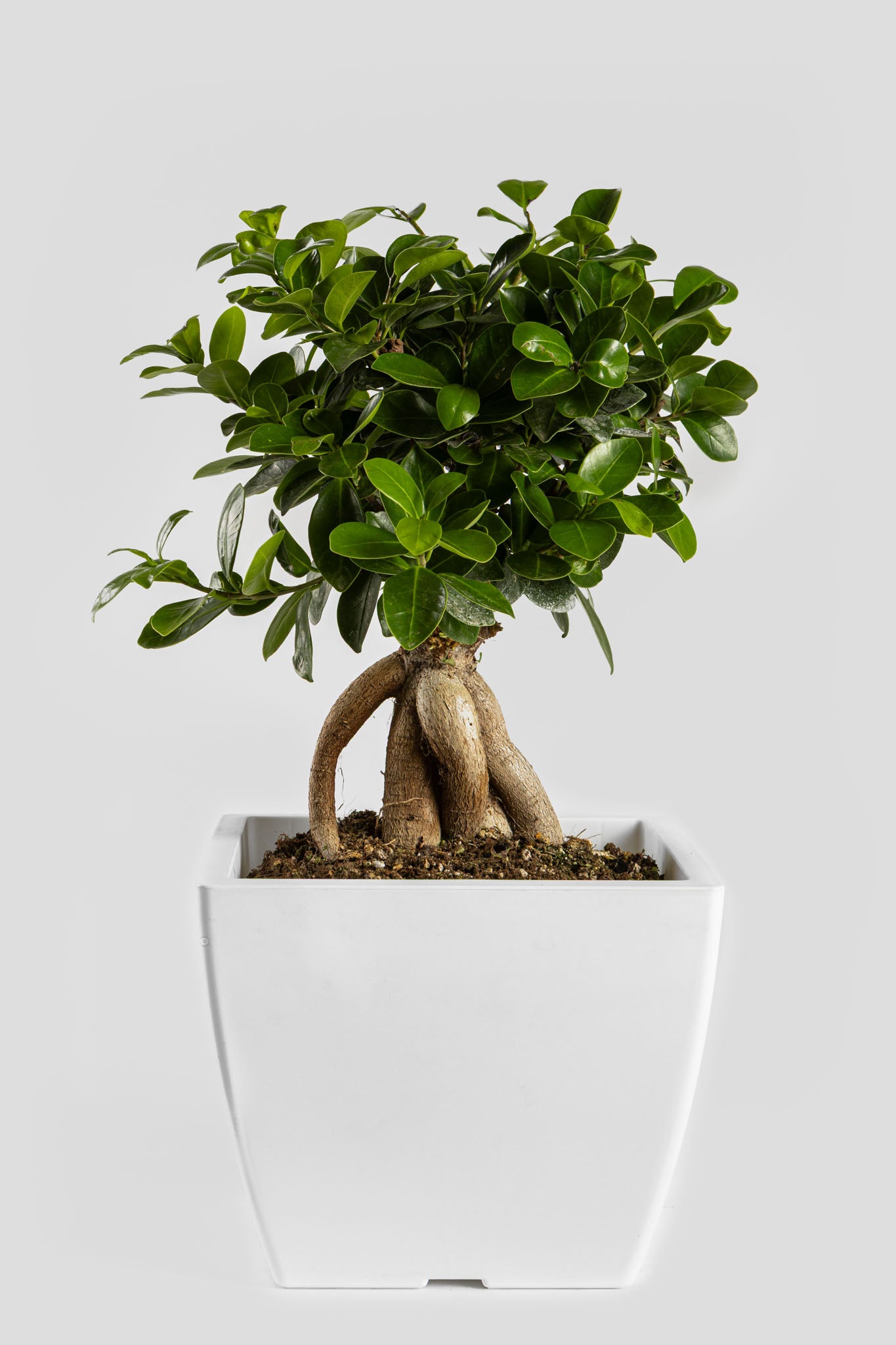 Μπονσάι Φίκος 40cm