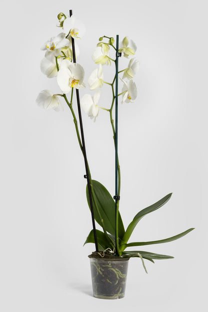 Ορχιδέα Φαλαινόψις Λευκή 75cm