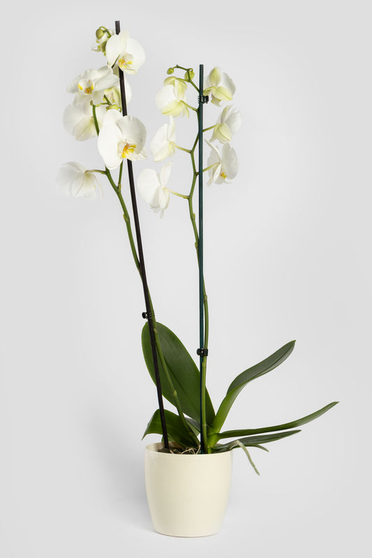 Ορχιδέα Φαλαινόψις Λευκή 75cm