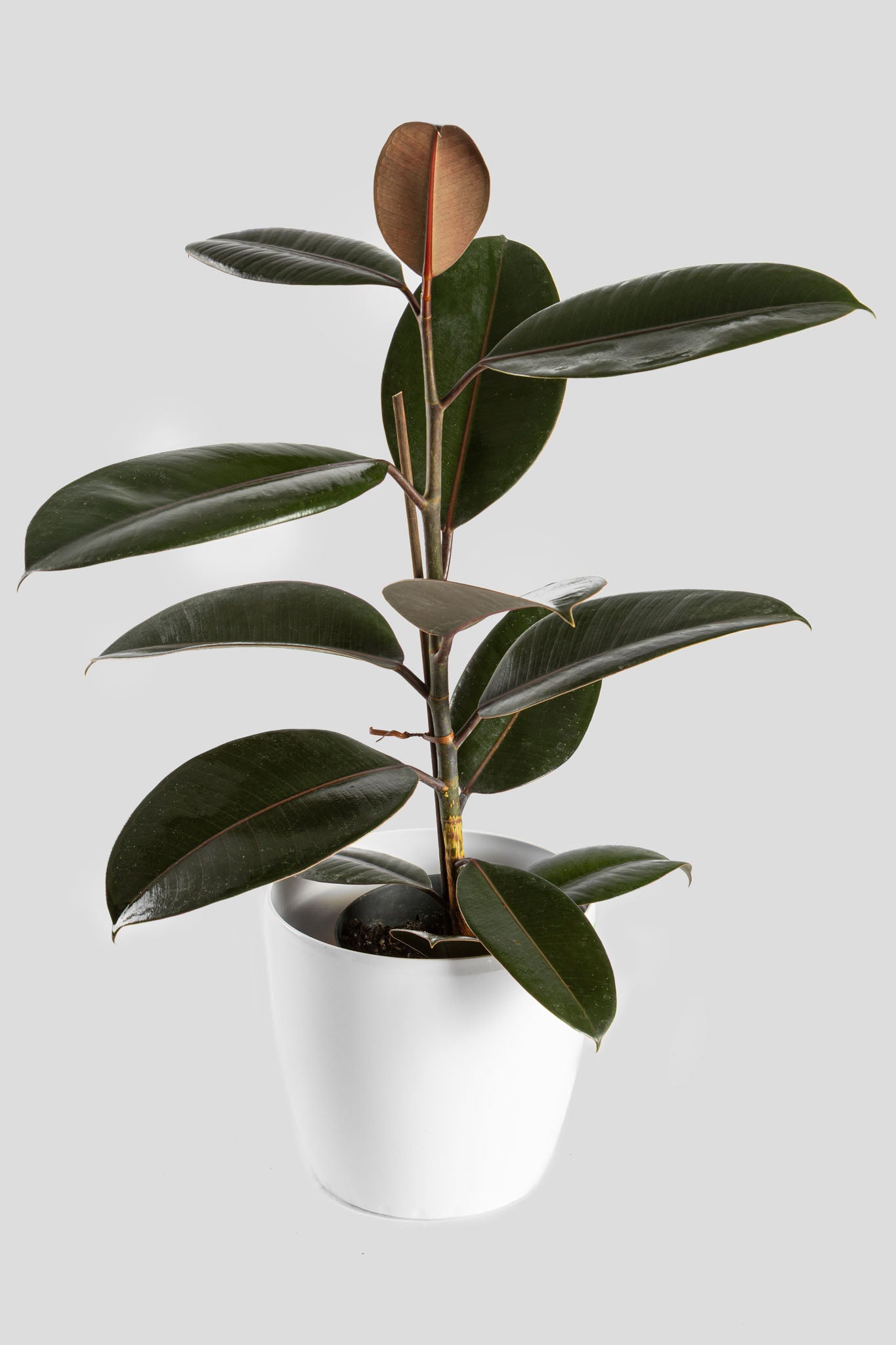 Φίκος Ελάστικα Robusta 60cm