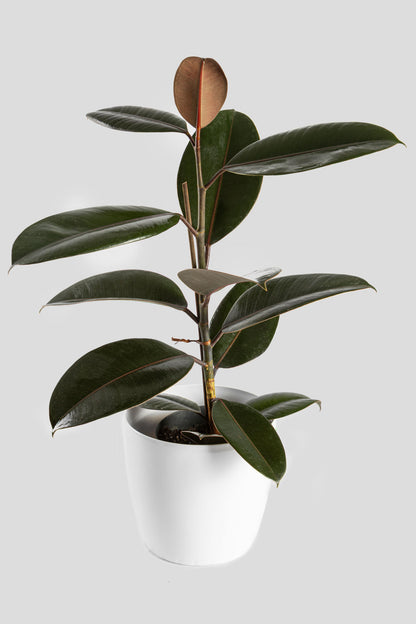 Φίκος Ελάστικα Robusta 60cm