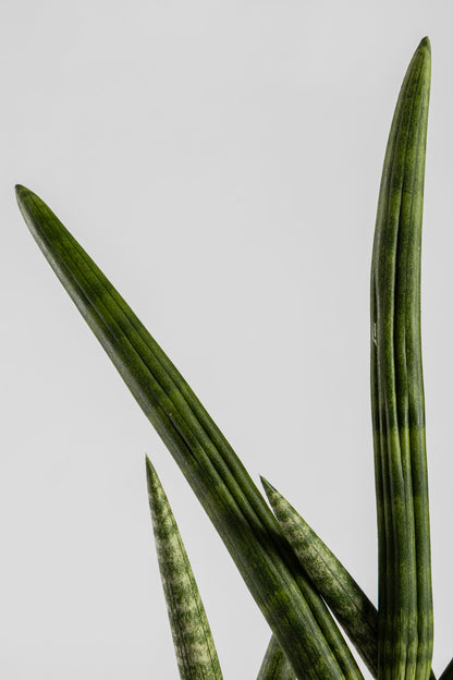 Σανσεβέρια Boncel 45cm