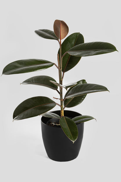 Φίκος Ελάστικα Robusta 60cm