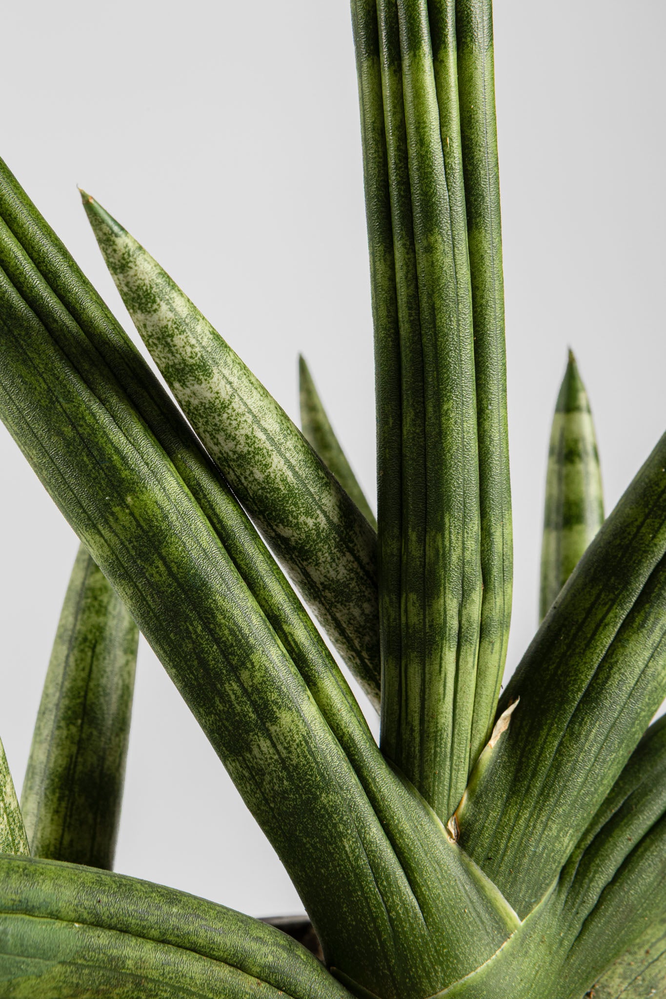 Σανσεβέρια Boncel 45cm