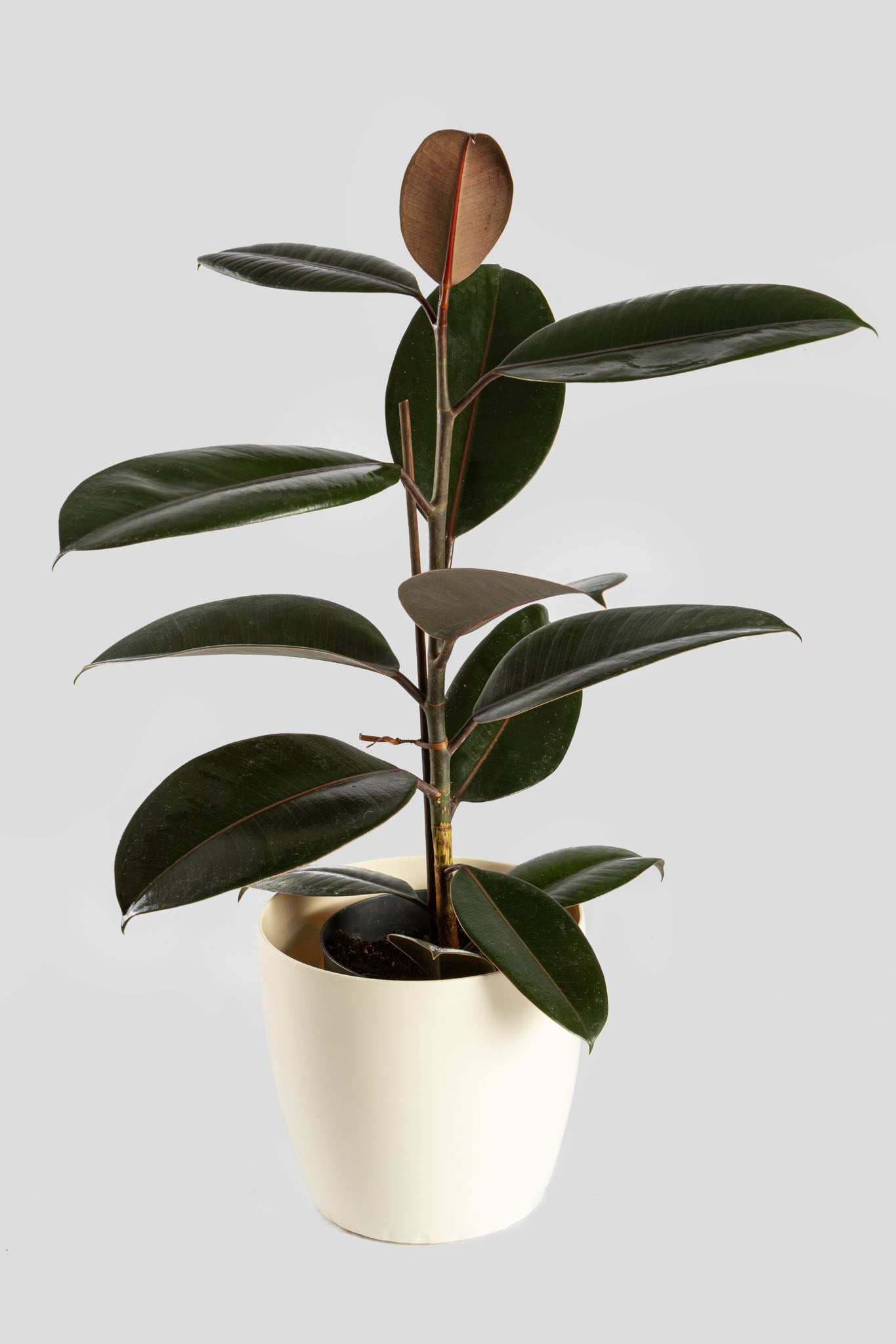 Φίκος Ελάστικα Robusta 60cm