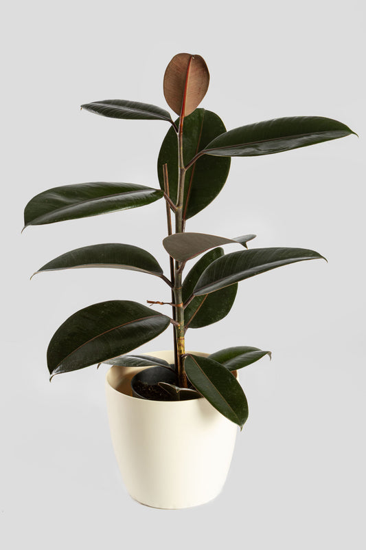 Φίκος Ελάστικα Robusta 60cm