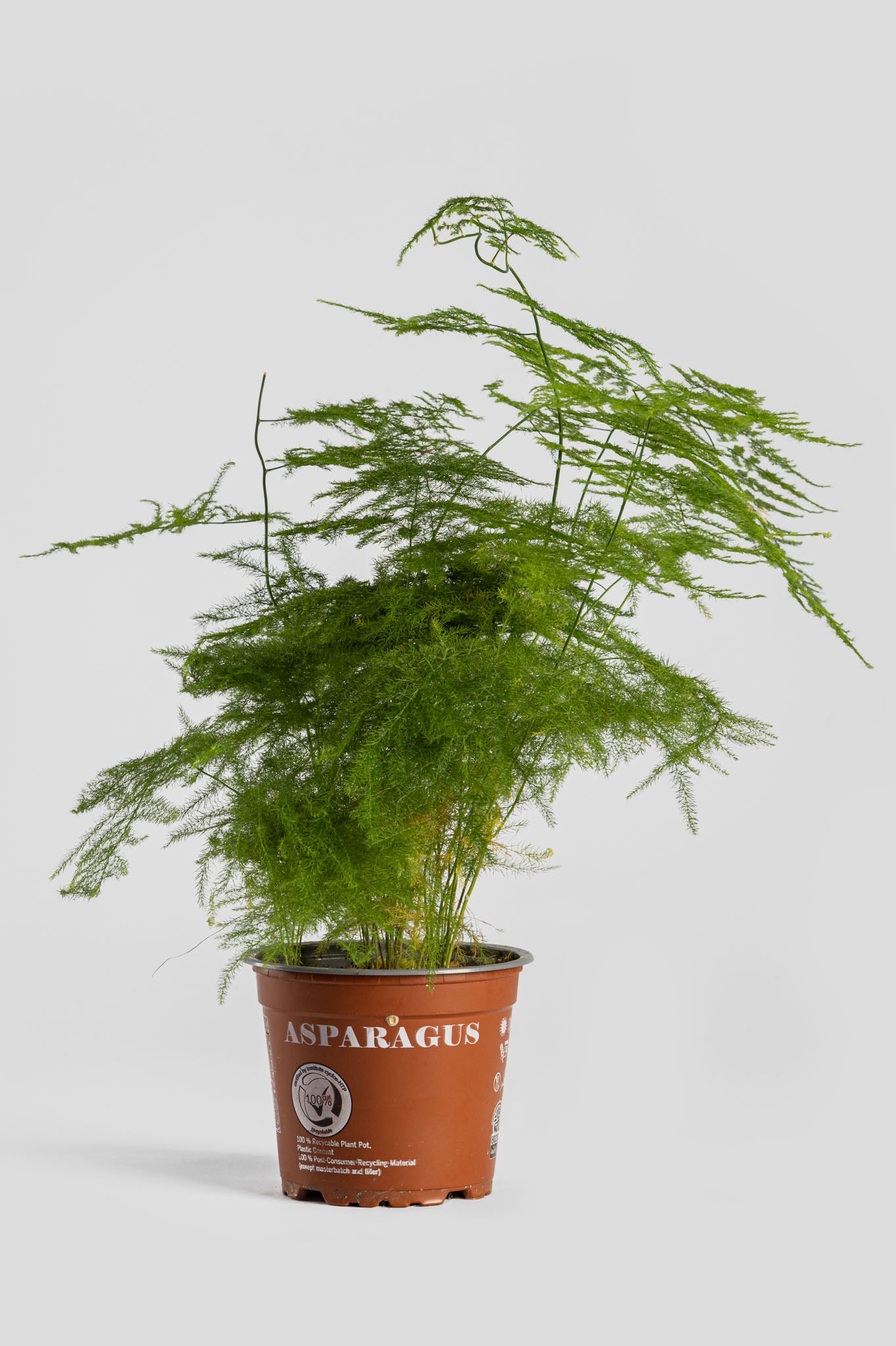 Φυτό Αράχνη 40cm