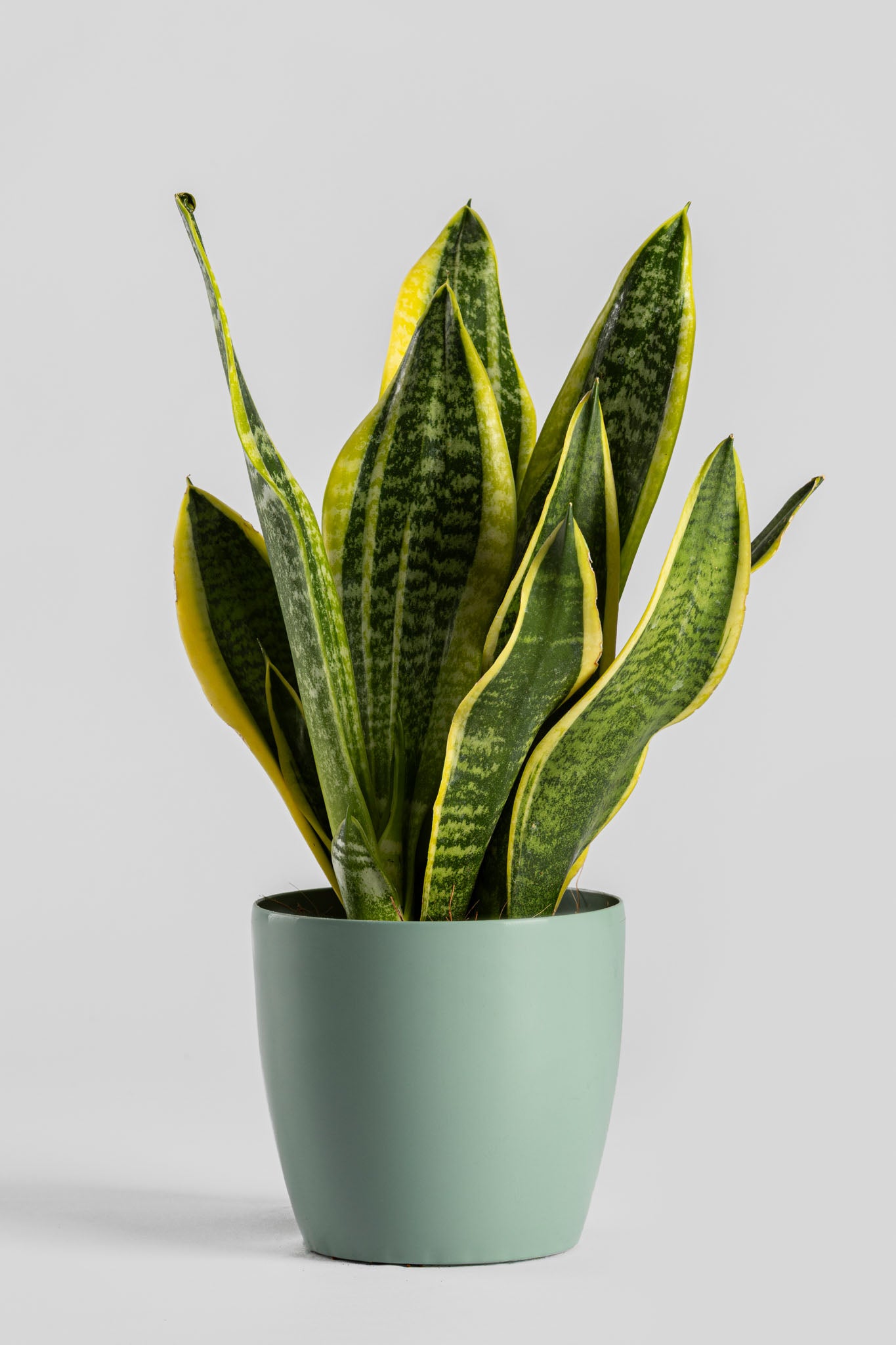 Σανσιβέρια 30-40cm