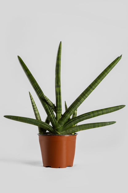 Σανσεβέρια Boncel 45cm