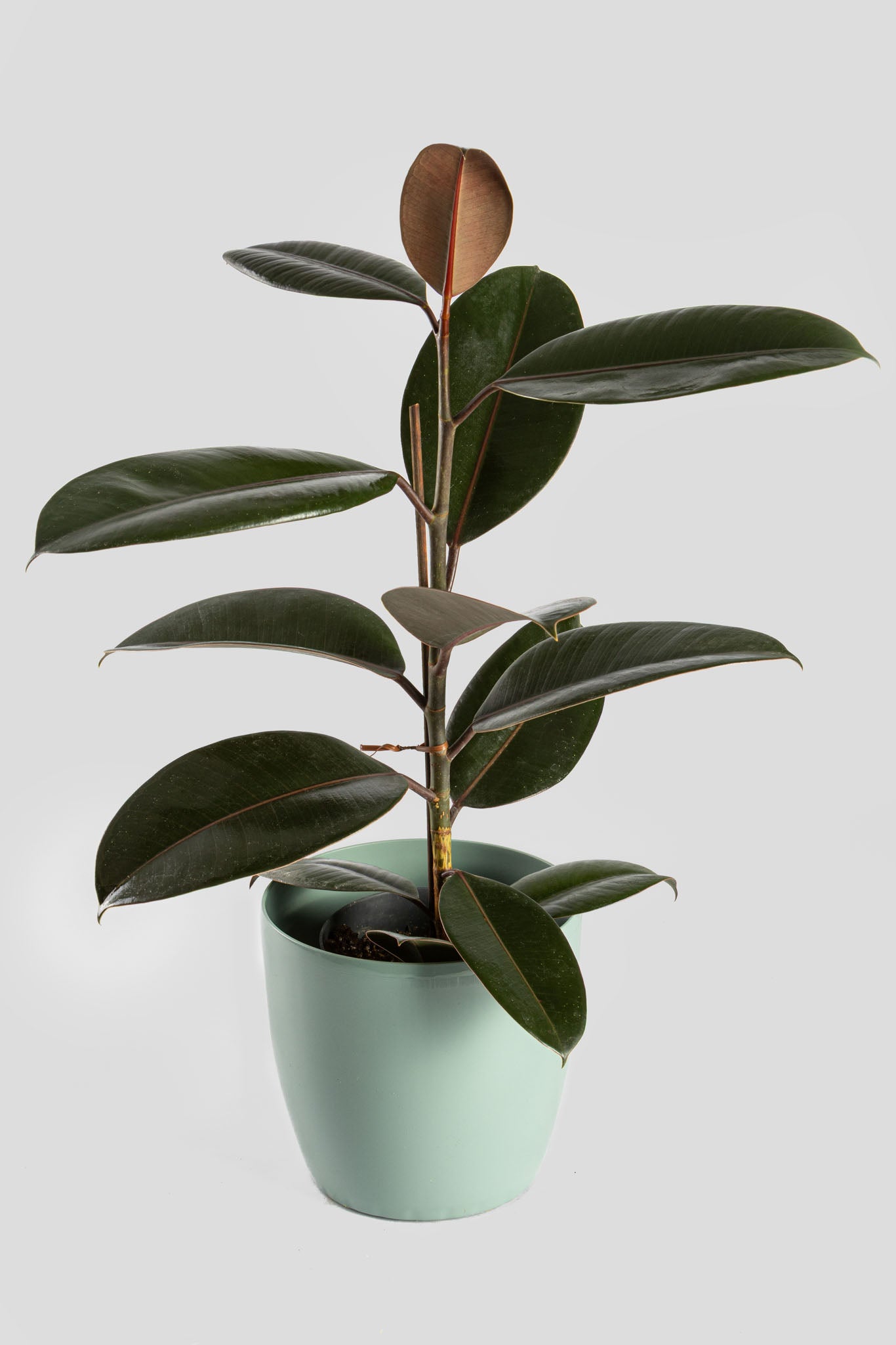 Φίκος Ελάστικα Robusta 60cm