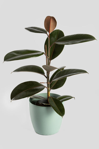 Φίκος Ελάστικα Robusta 60cm