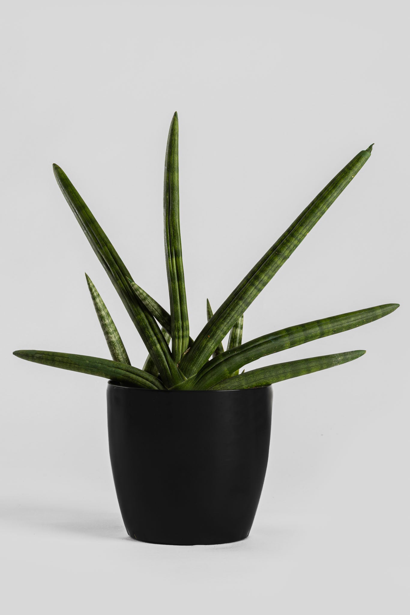 Σανσεβέρια Boncel 45cm