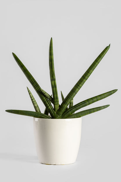 Σανσεβέρια Boncel 45cm