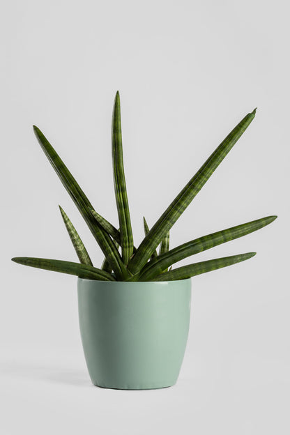 Σανσεβέρια Boncel 45cm