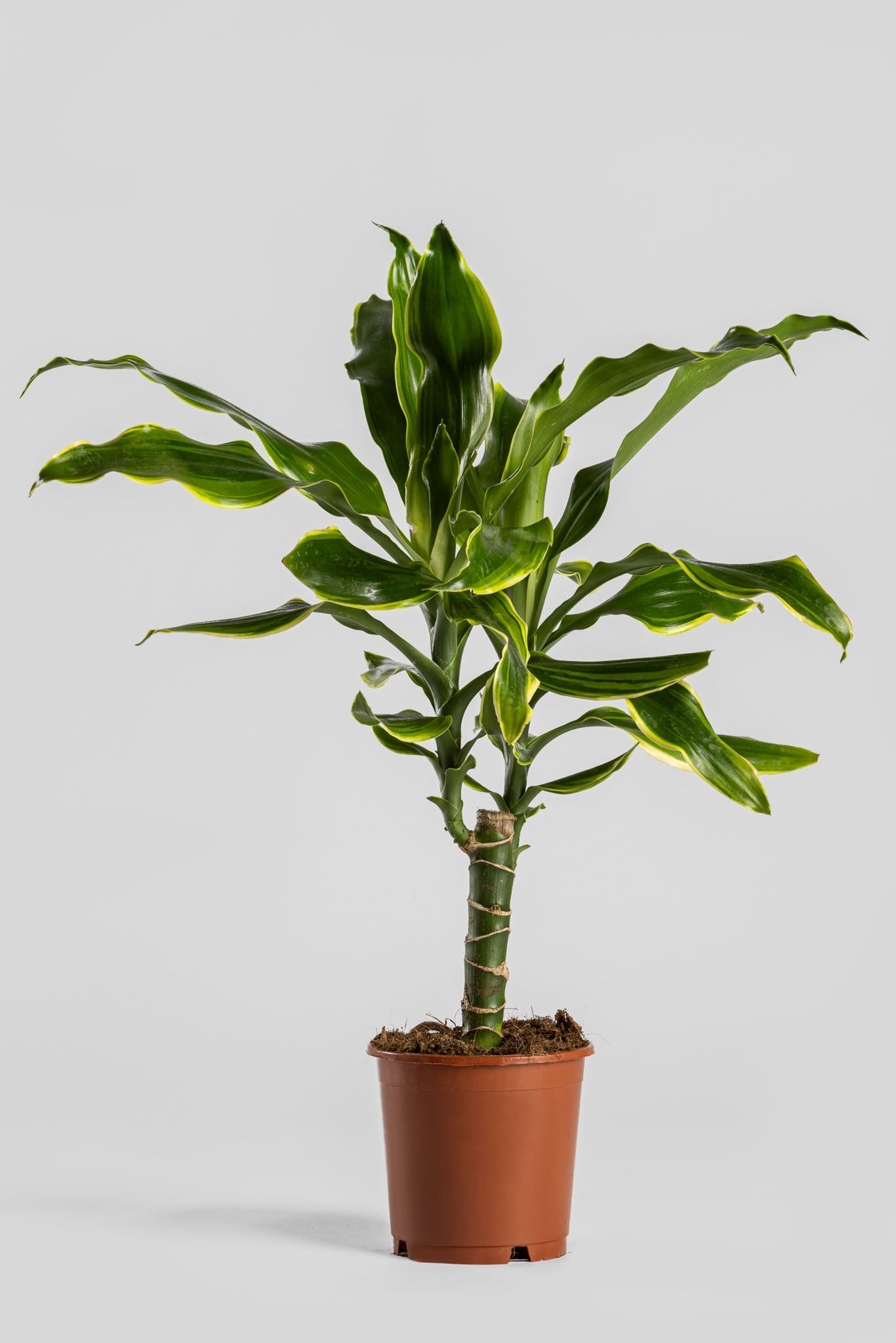 Δράκαινα Golden Coast 50cm