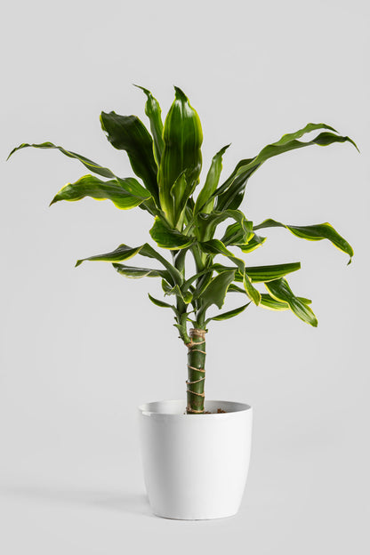 Δράκαινα Golden Coast 50cm