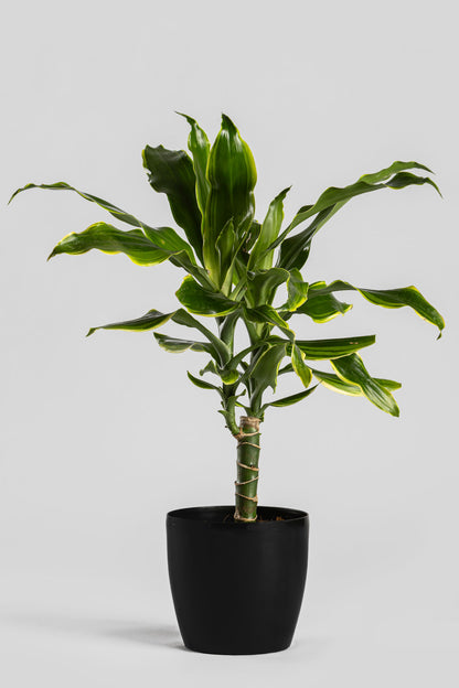 Δράκαινα Golden Coast 50cm