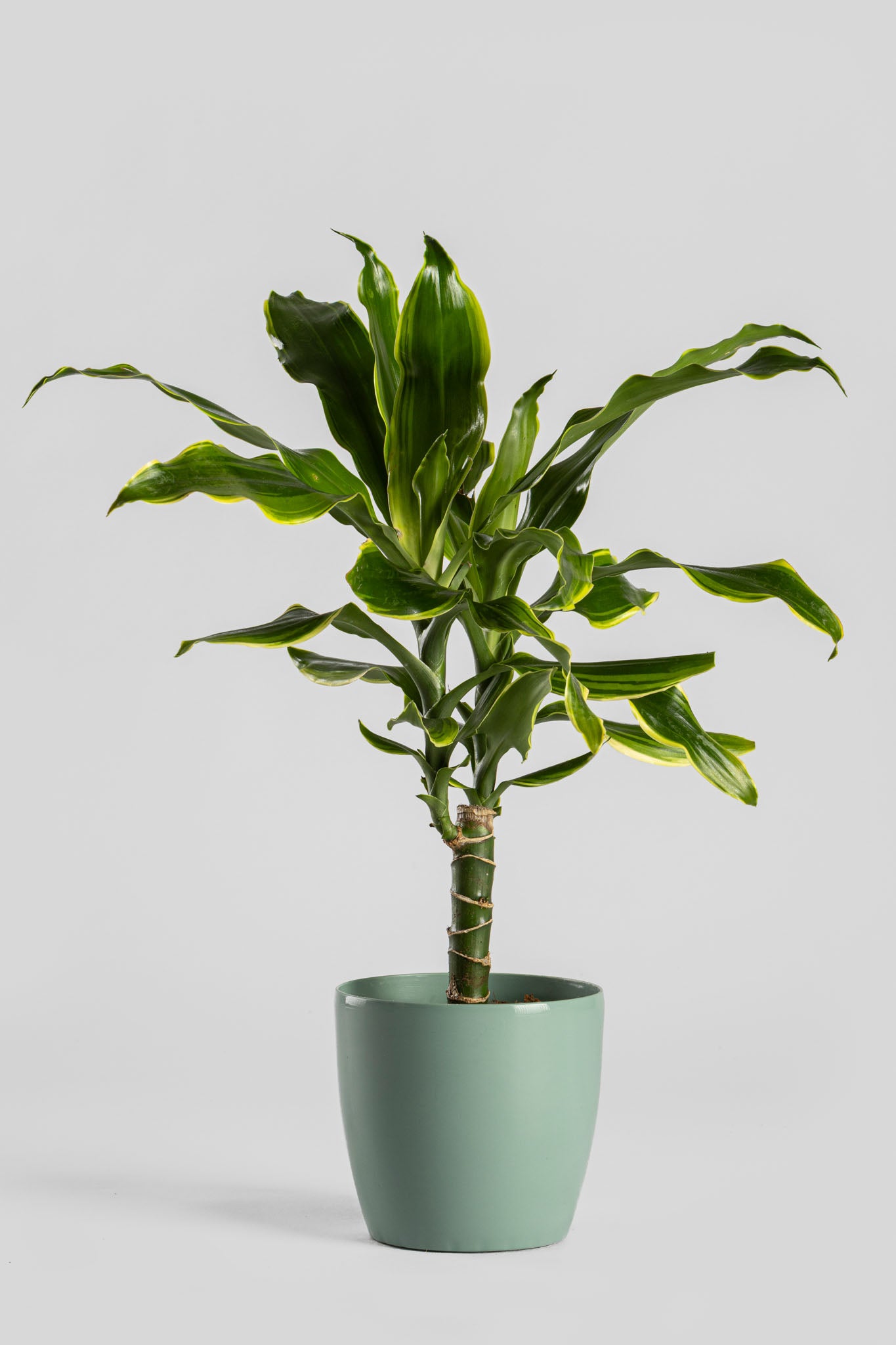 Δράκαινα Golden Coast 50cm