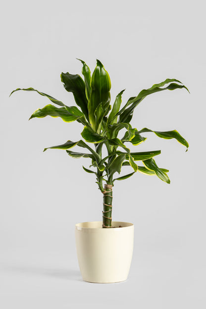 Δράκαινα Golden Coast 50cm