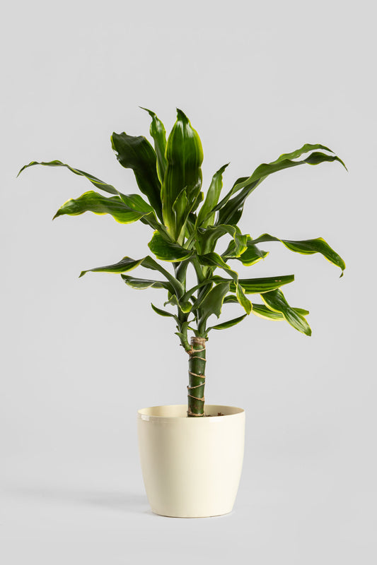 Δράκαινα Golden Coast 50cm