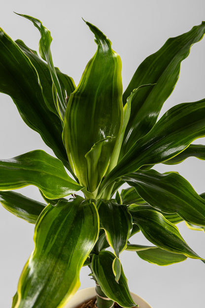 Δράκαινα Golden Coast 50cm