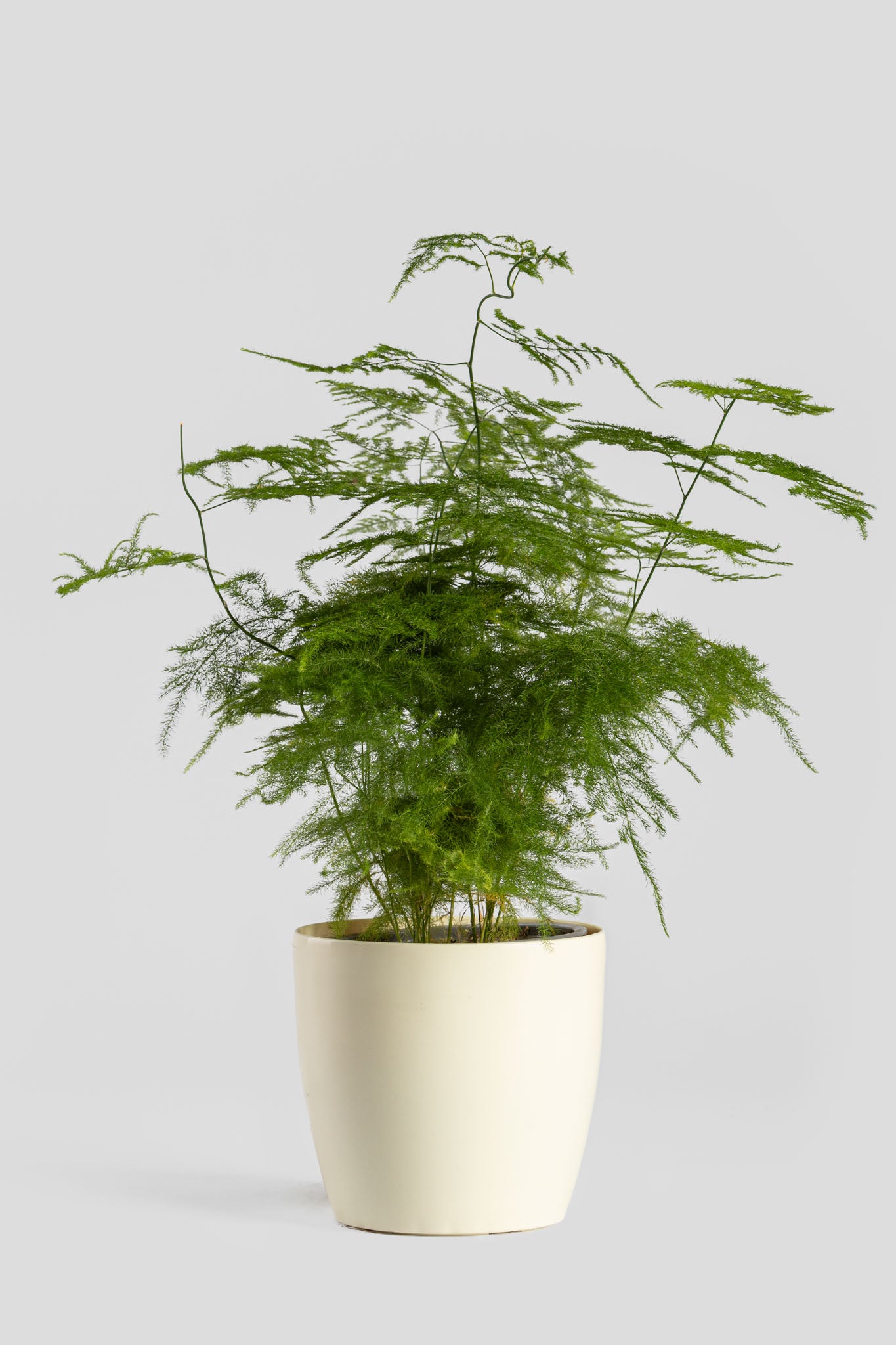 Φυτό Αράχνη 40cm