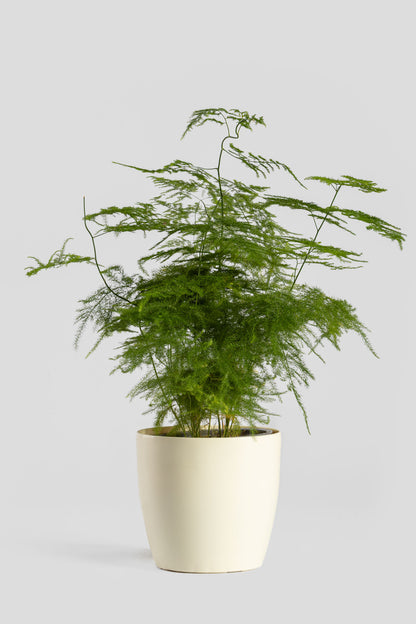 Φυτό Αράχνη 40cm