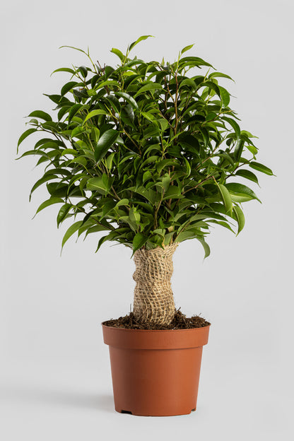 Φίκος «Νατάσα» 40cm