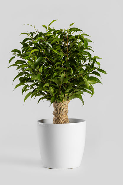 Φίκος «Νατάσα» 40cm